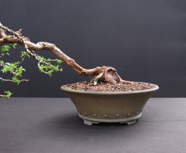 fuchsia bonsai